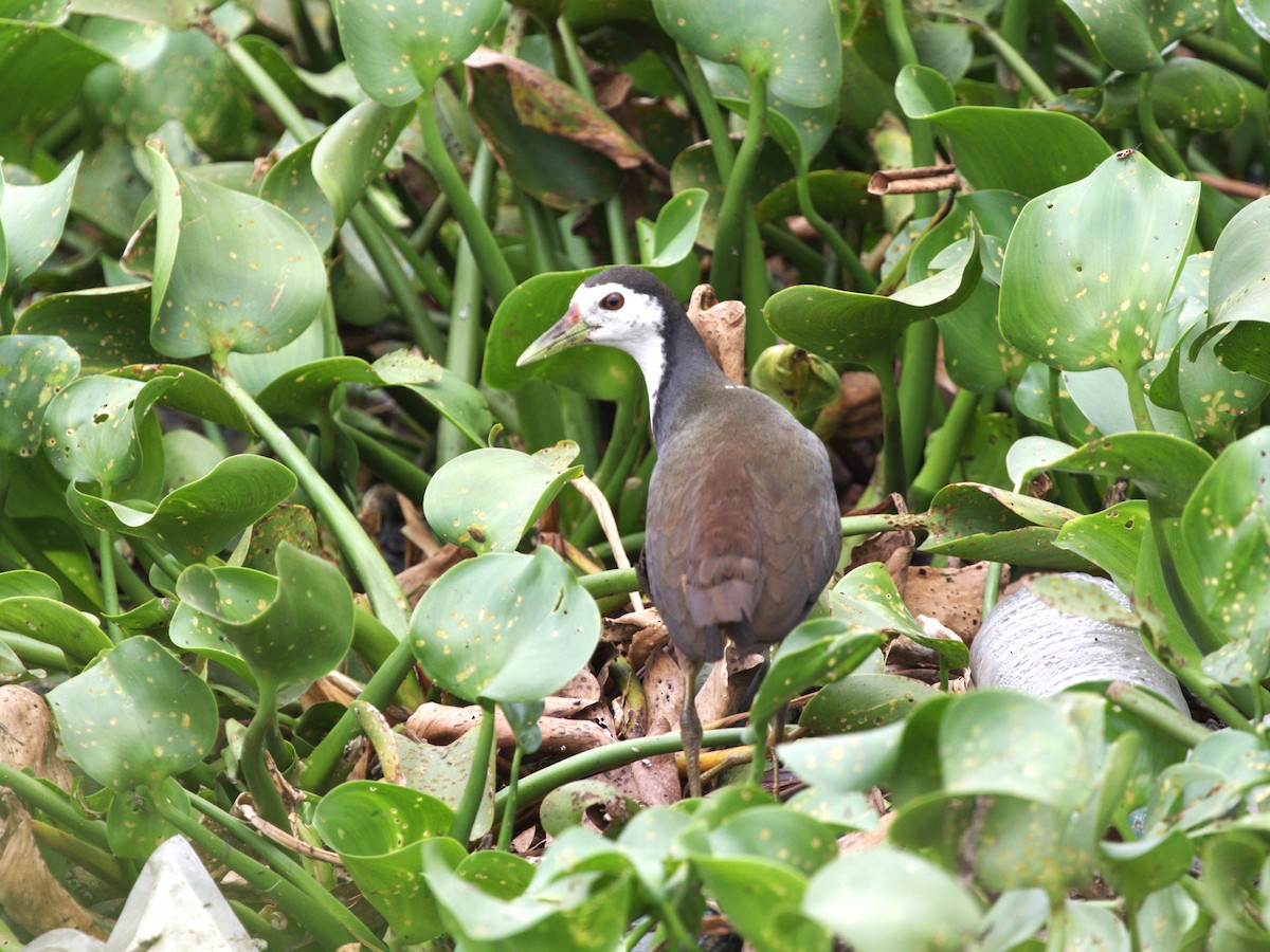 White-breasted Waterhen - ML624221161