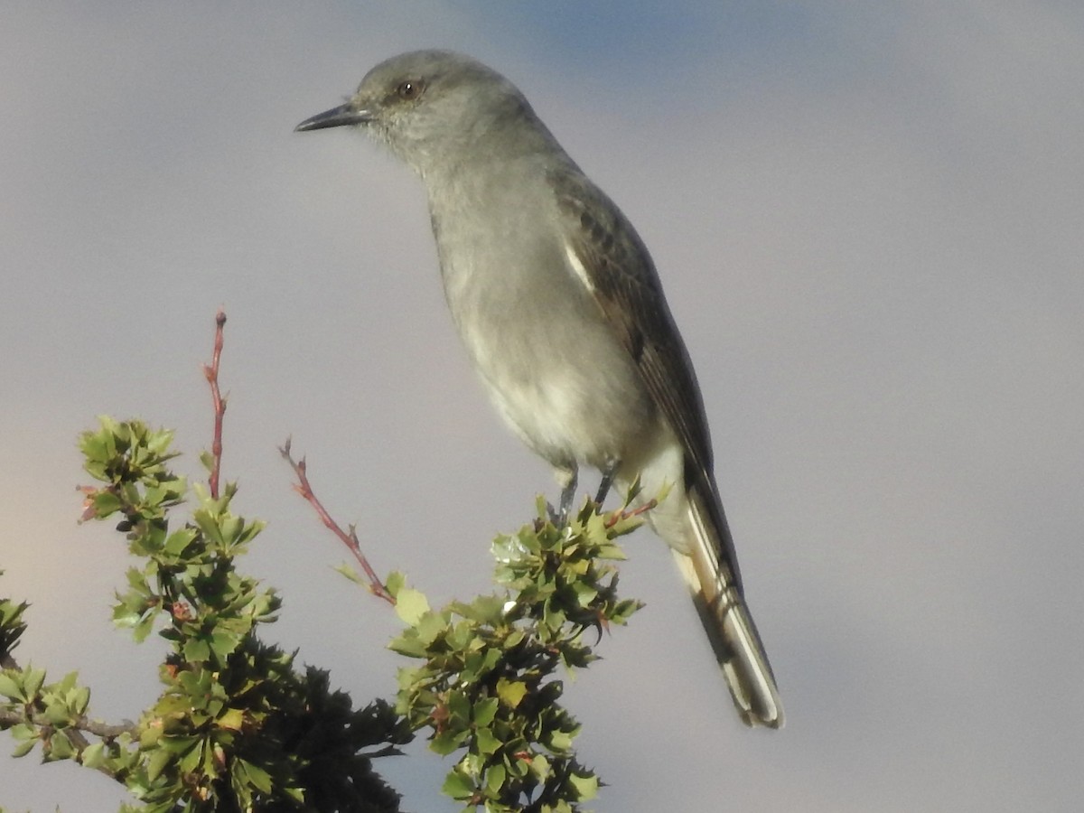 Rufous-webbed Bush-Tyrant - ML624221171