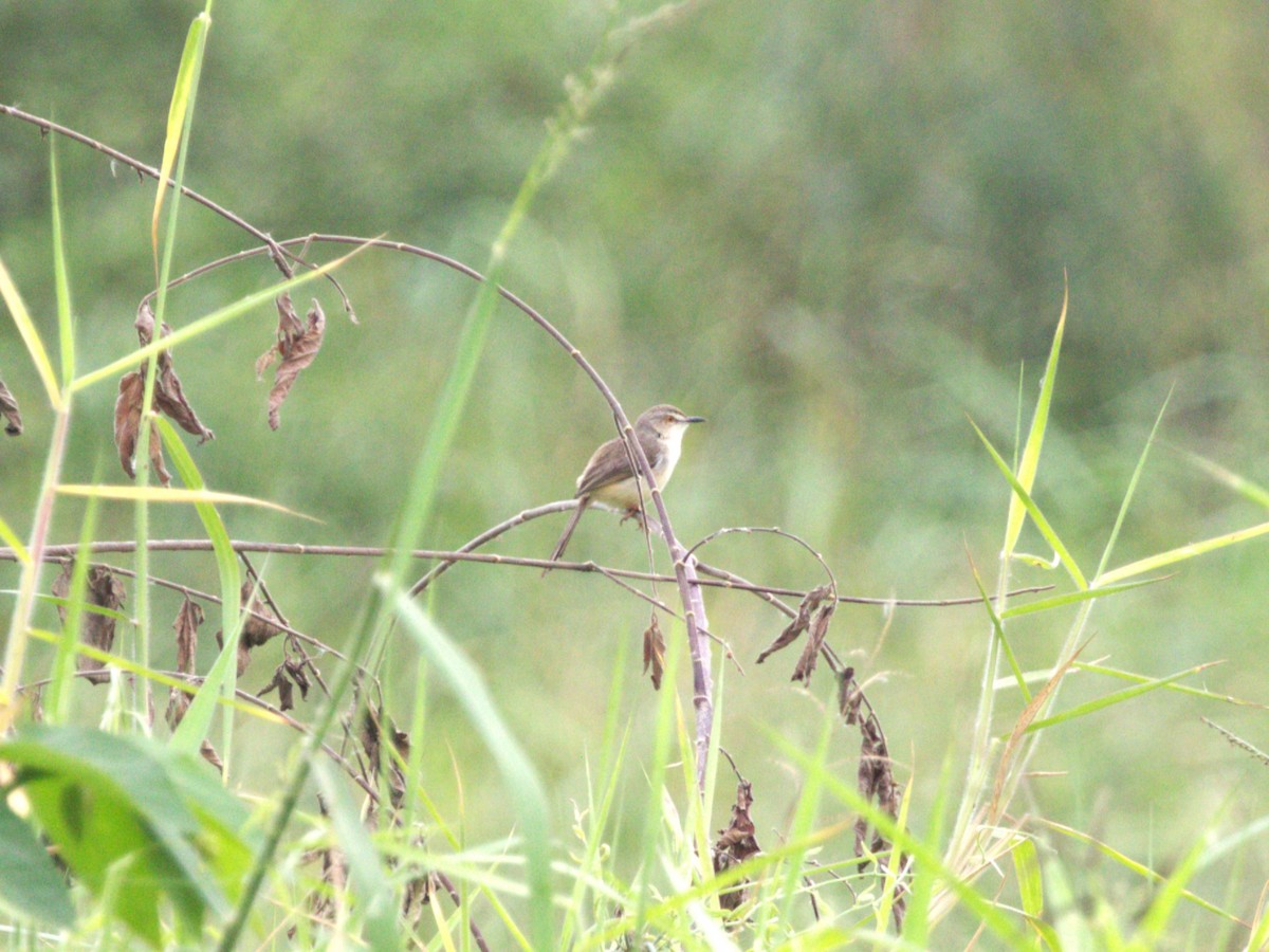 Plain Prinia - ML624221172