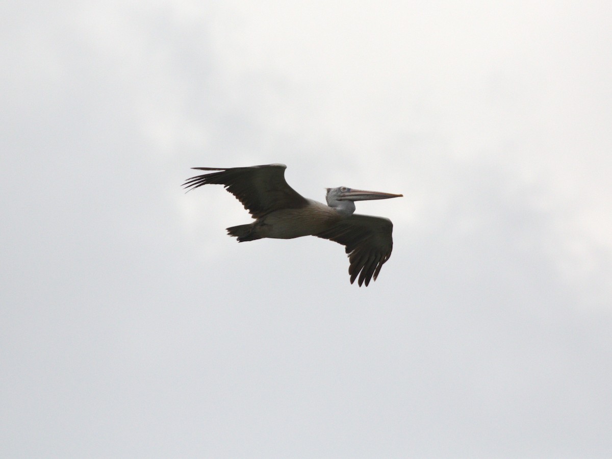 Spot-billed Pelican - ML624221177