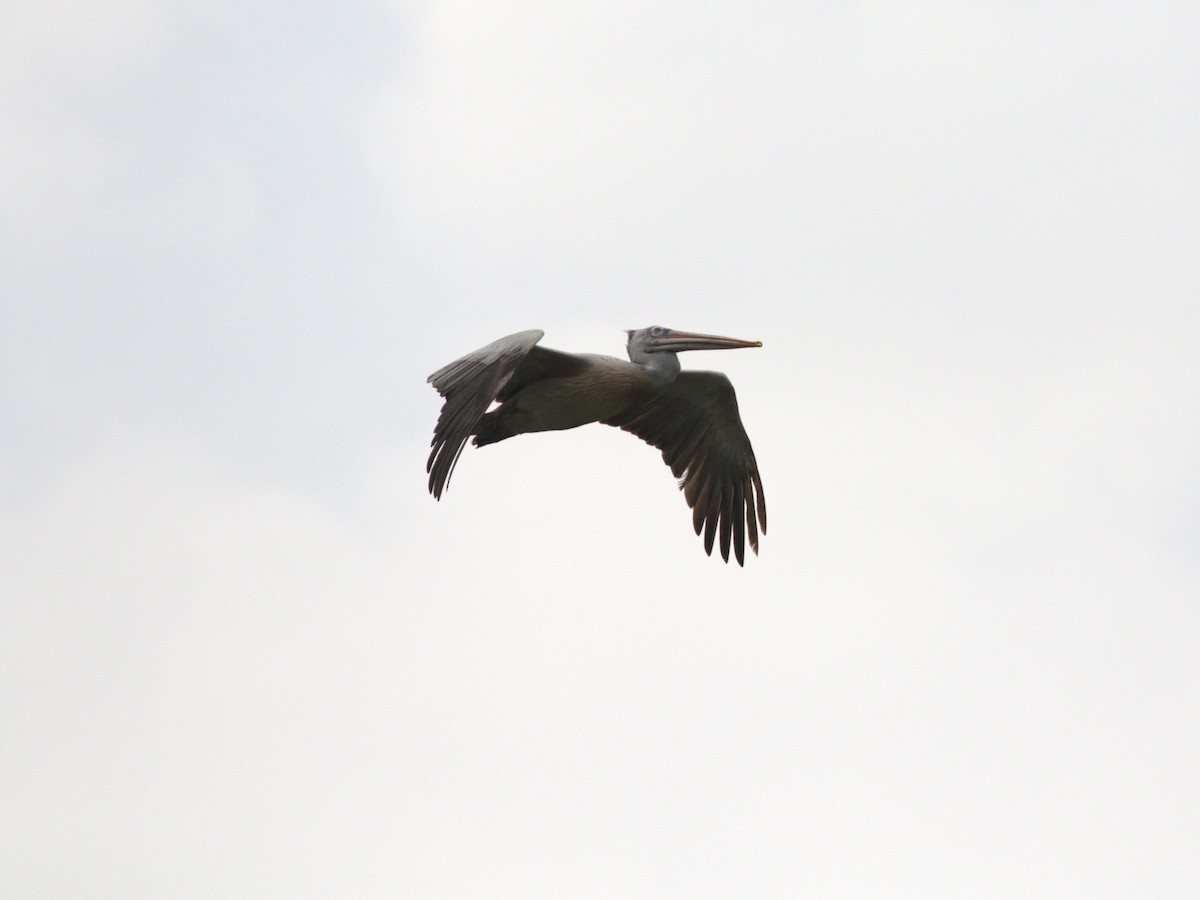 Spot-billed Pelican - ML624221178