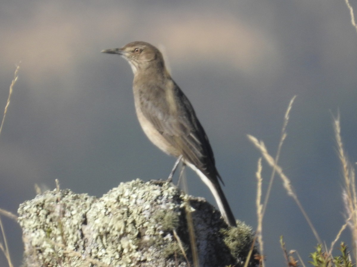 Black-billed Shrike-Tyrant - ML624221179