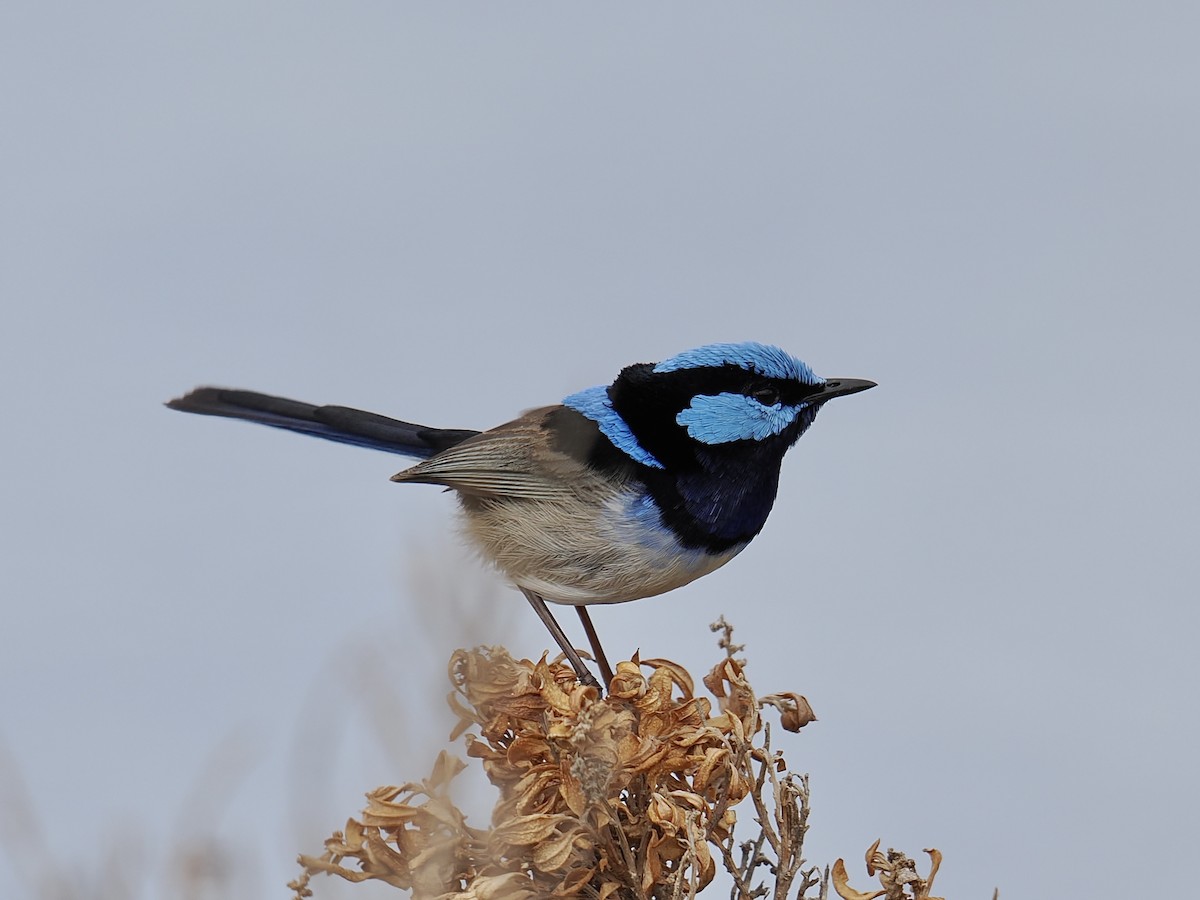 Superb Fairywren - ML624221188