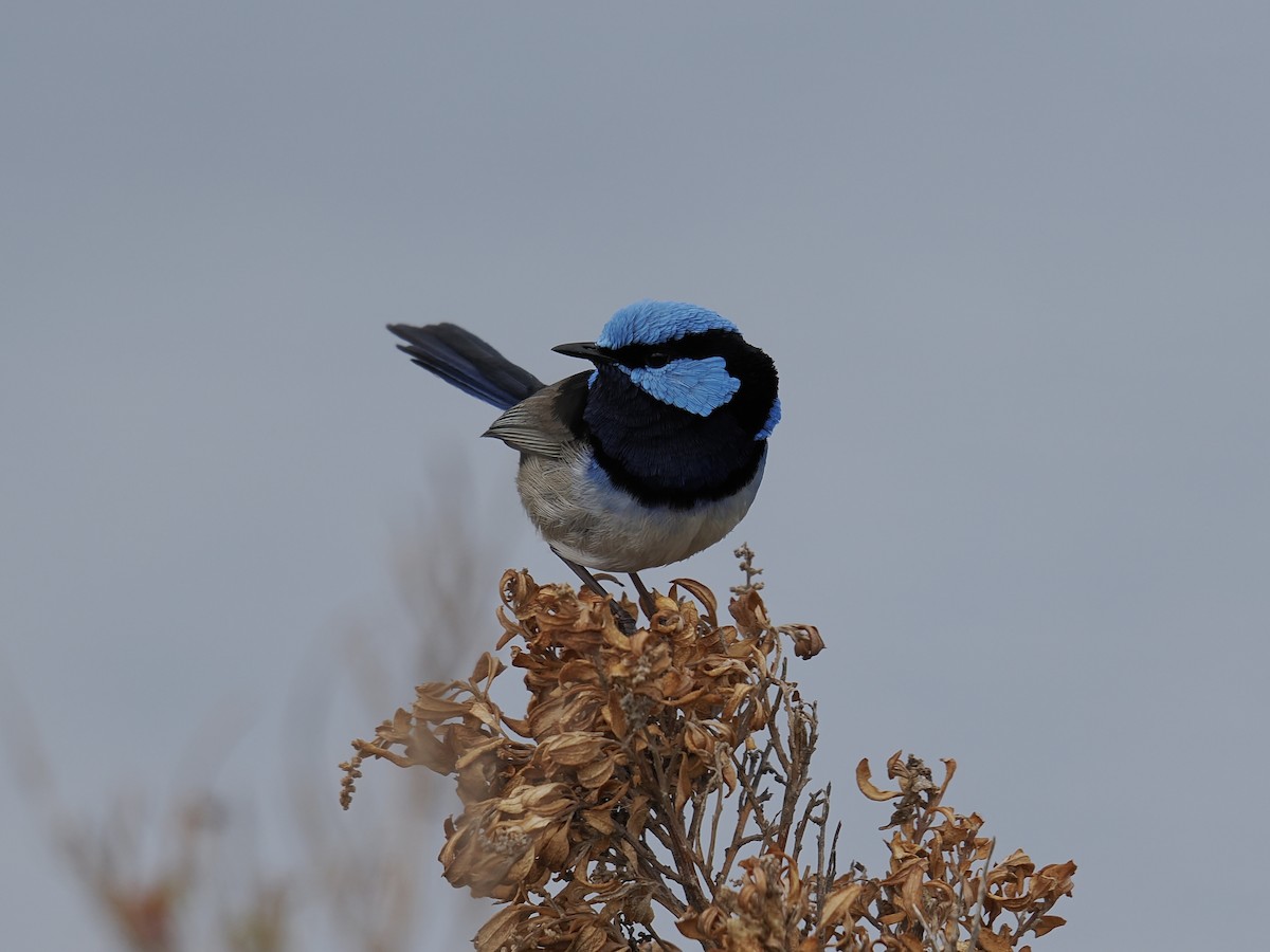 Superb Fairywren - ML624221189