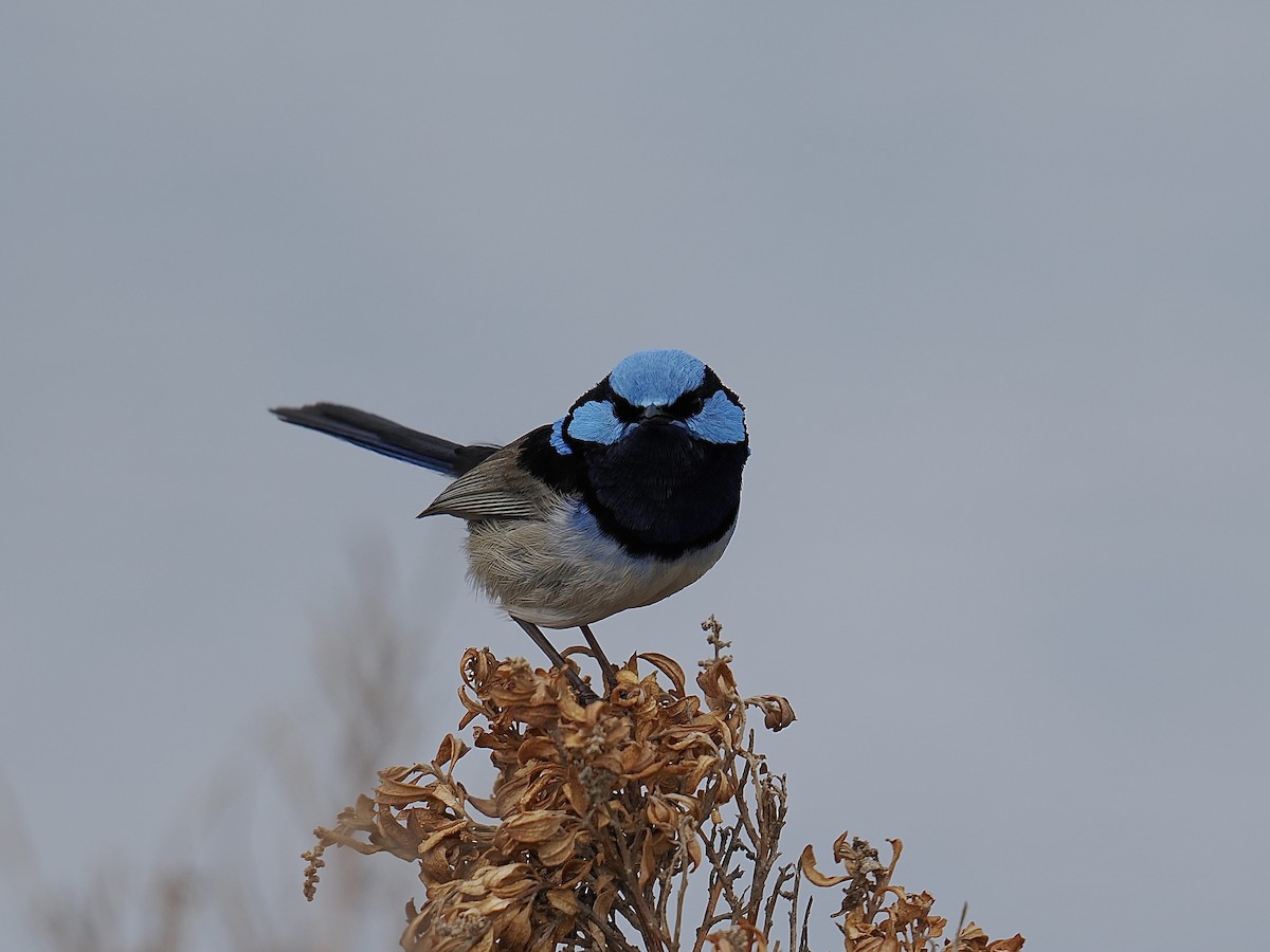 Superb Fairywren - ML624221190