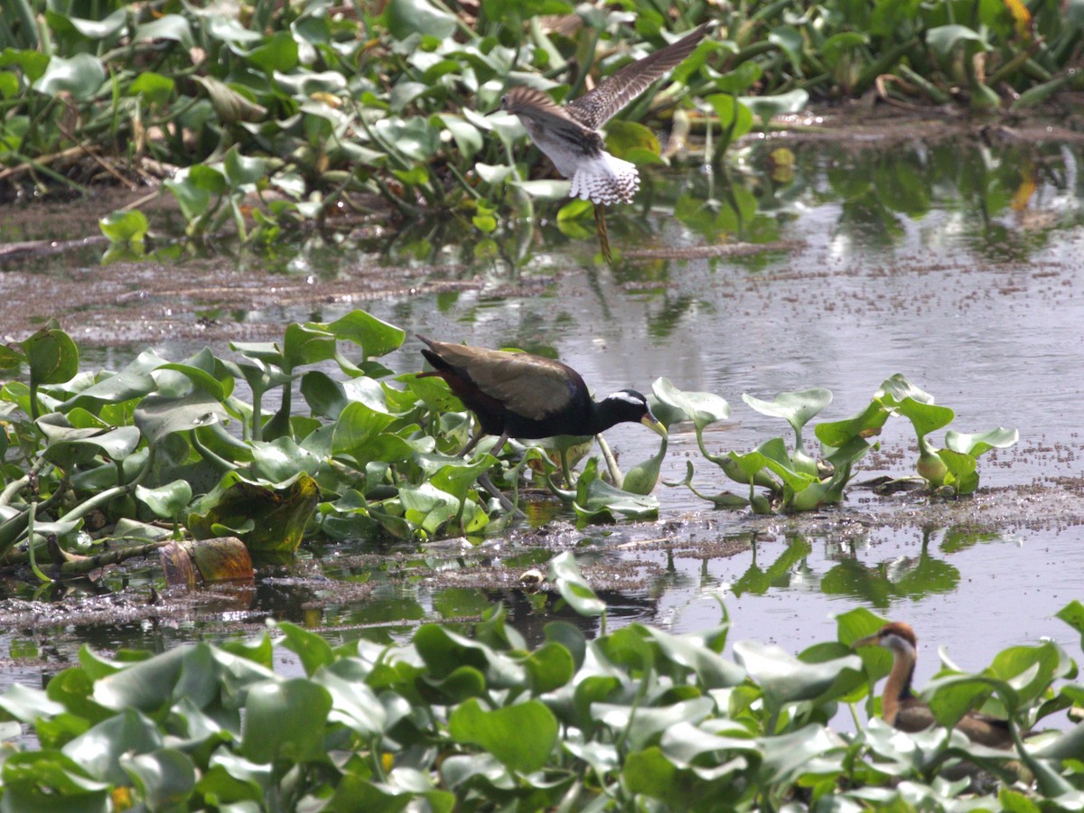 Bronze-winged Jacana - ML624221196