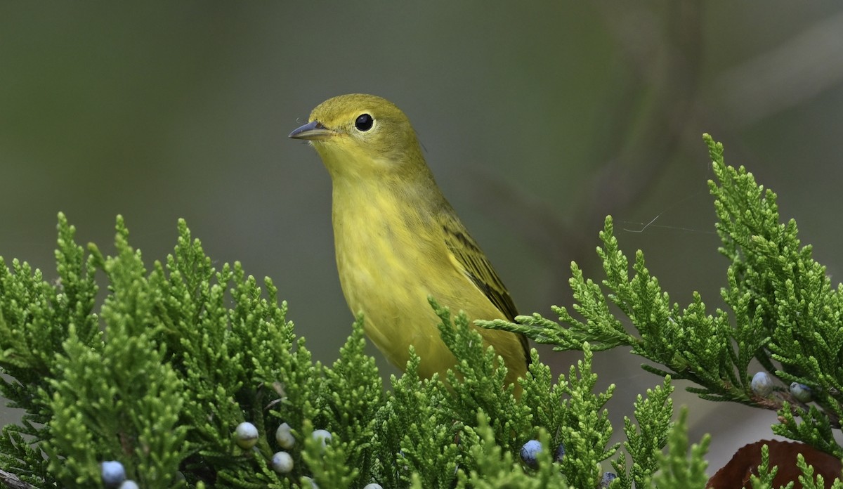 Yellow Warbler - ML624221199