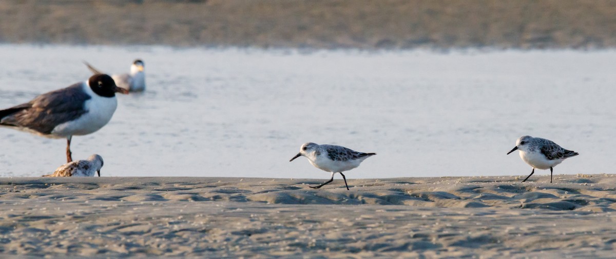 Sanderling - ML624221205