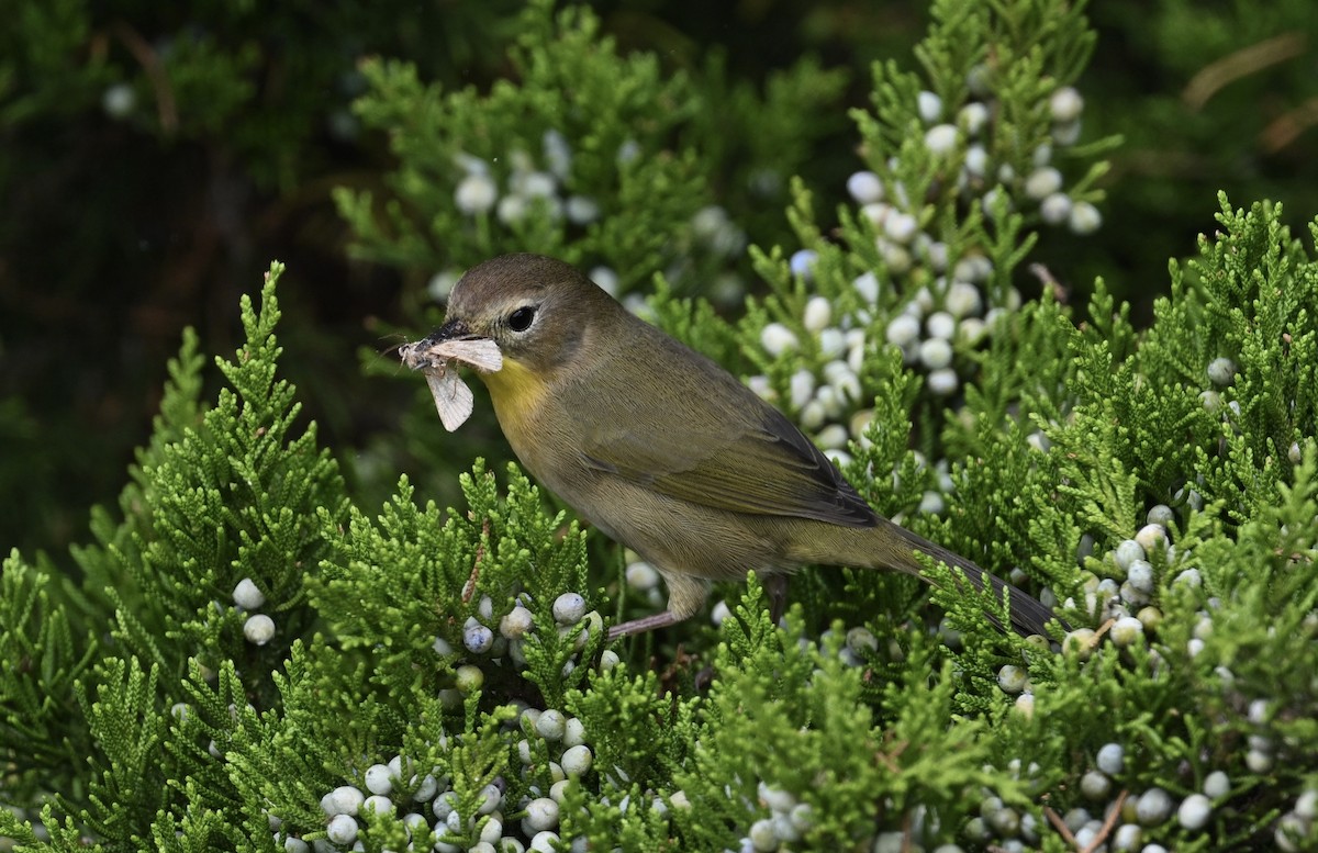 Common Yellowthroat - ML624221215