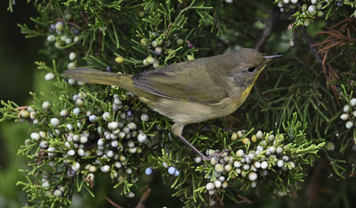 Common Yellowthroat - ML624221216