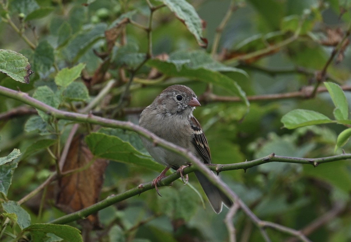 Field Sparrow - ML624221229