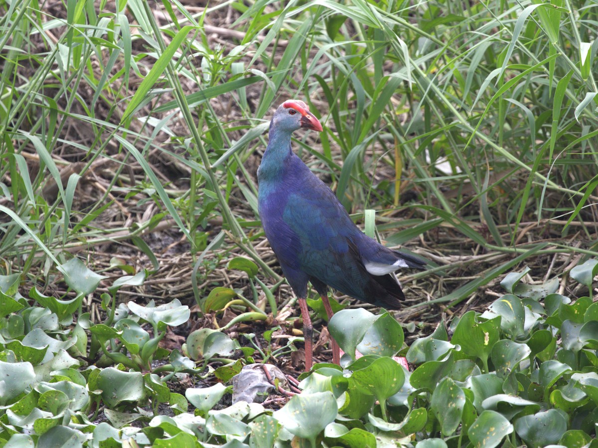 Gray-headed Swamphen - ML624221237