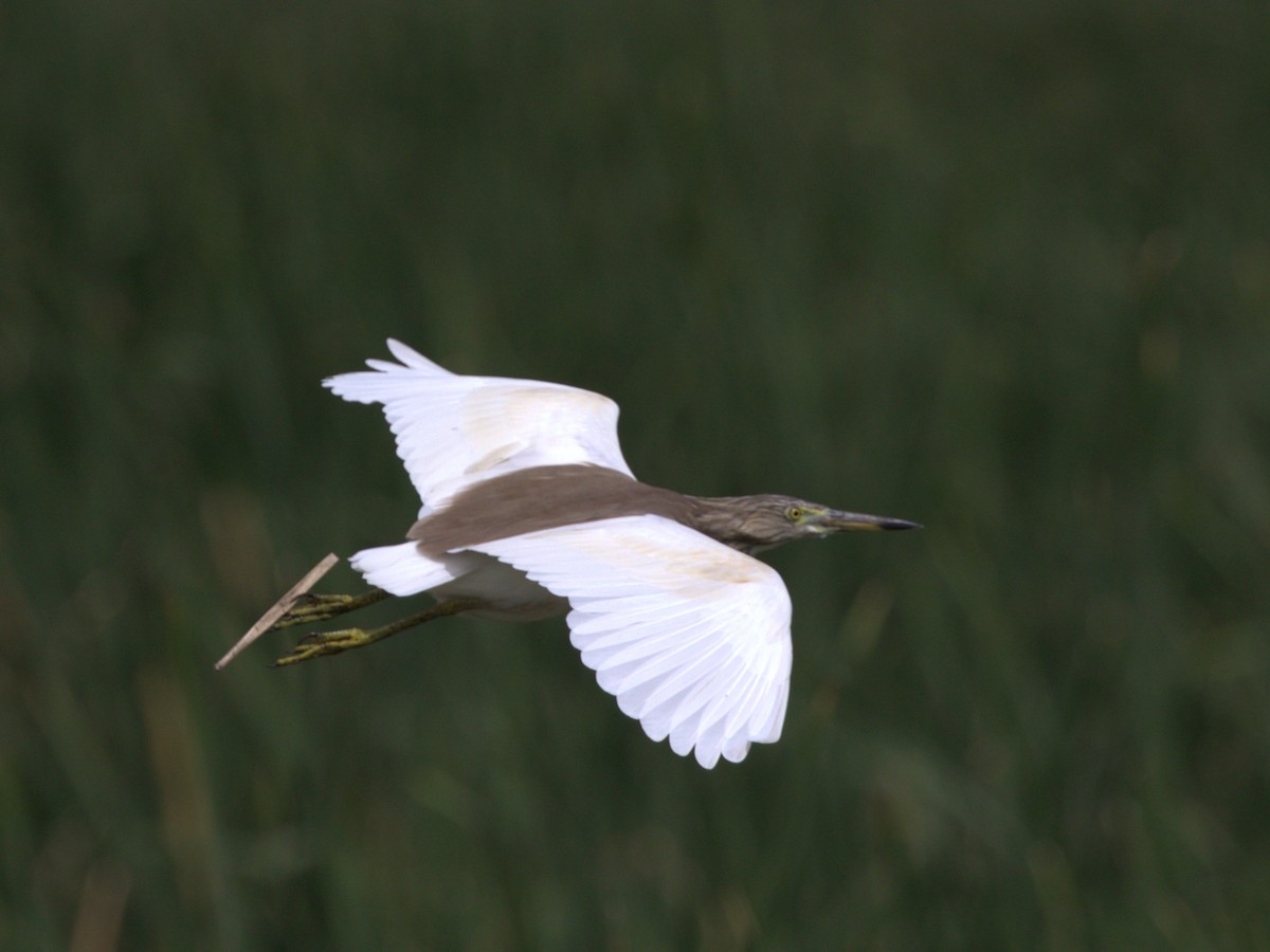 Indian Pond-Heron - Menachem Goldstein