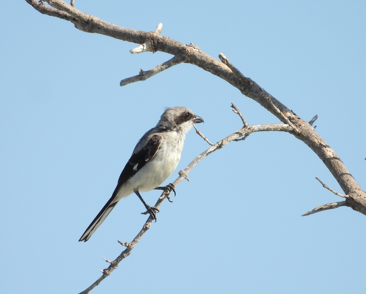 Loggerhead Shrike - ML624221274