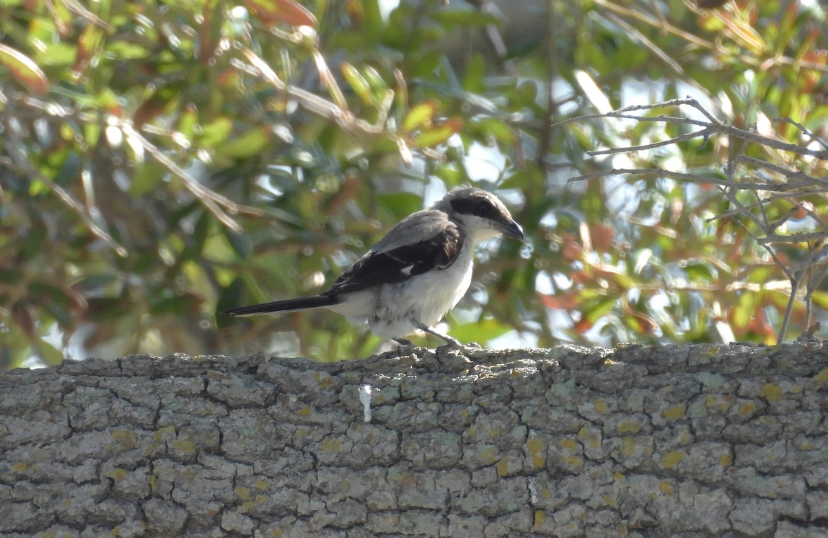 Loggerhead Shrike - ML624221275