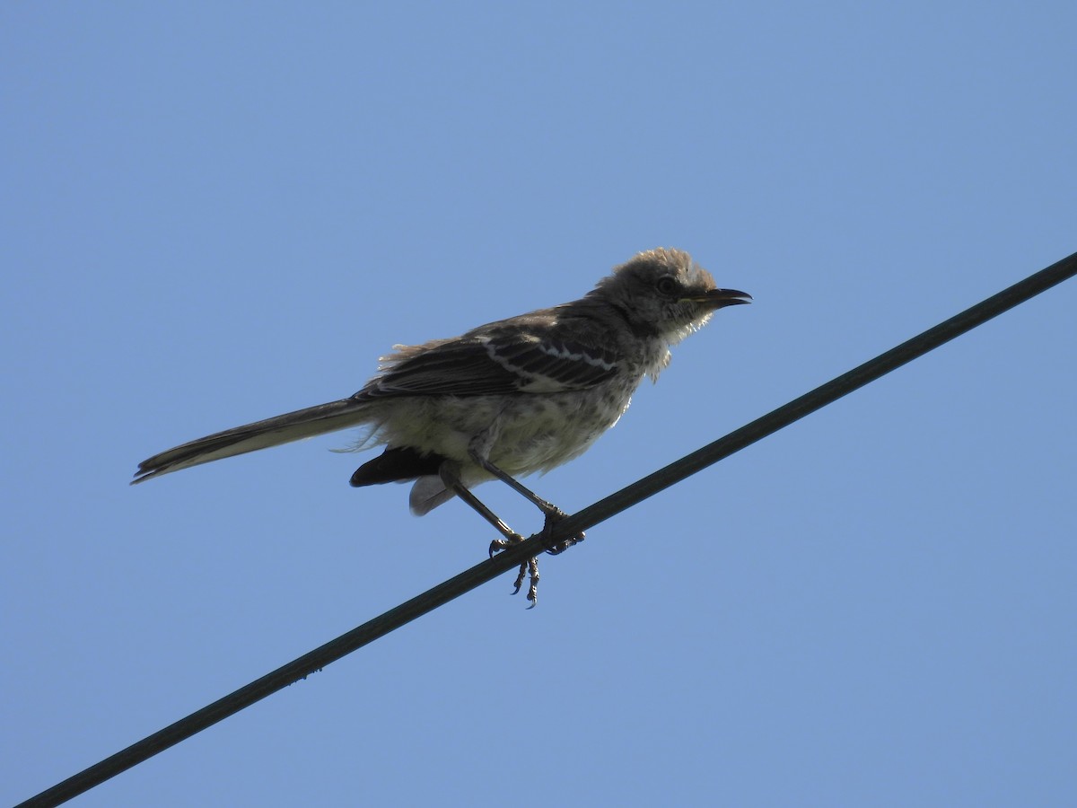 Northern Mockingbird - ML624221304