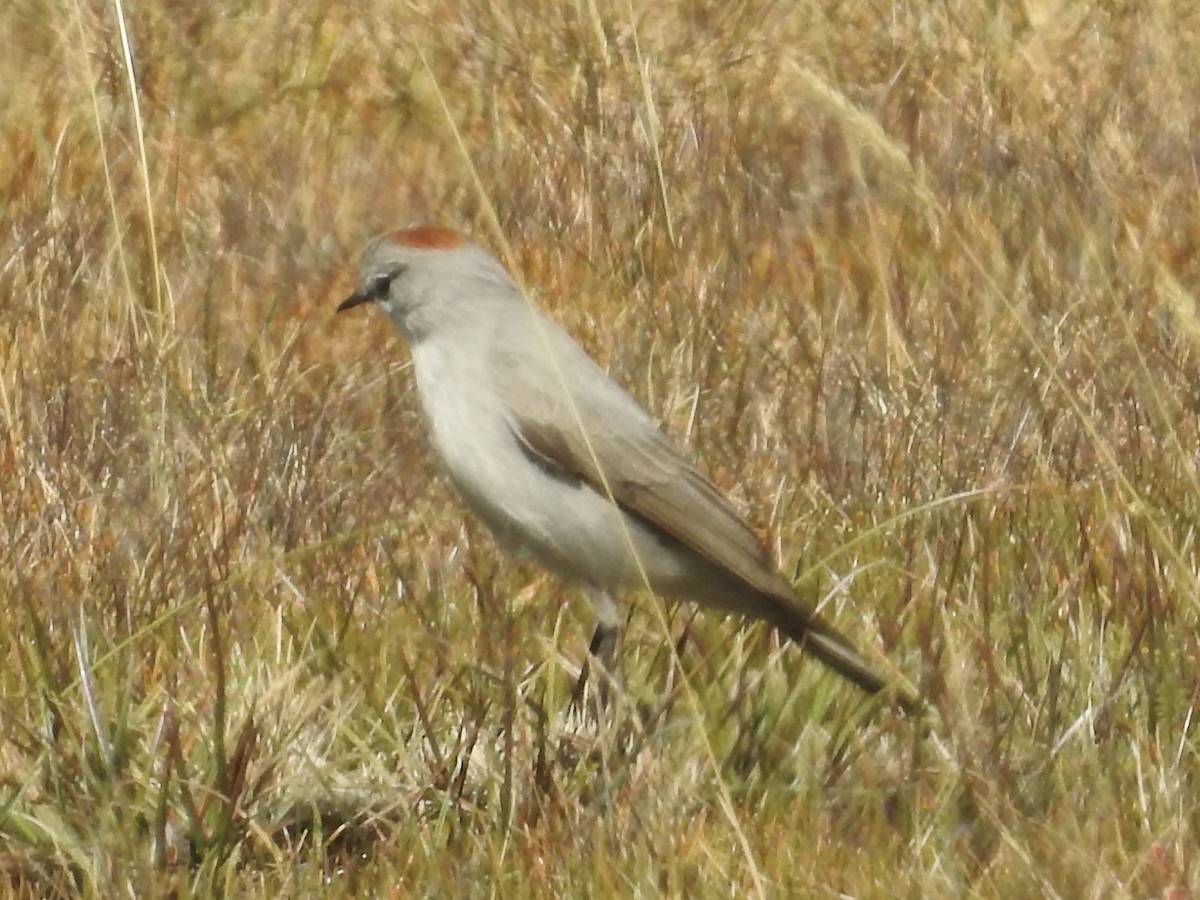 Rufous-naped Ground-Tyrant - ML624221308