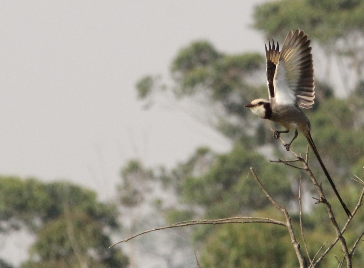 Streamer-tailed Tyrant - ML624221314