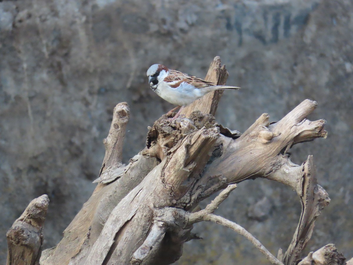 House Sparrow - Shilpa Gadgil