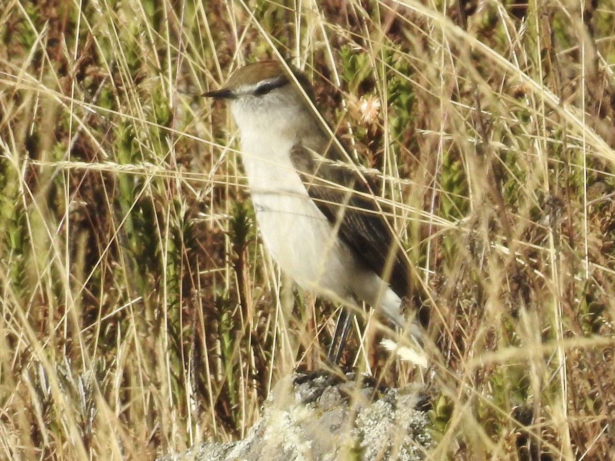 White-browed Ground-Tyrant - ML624221317