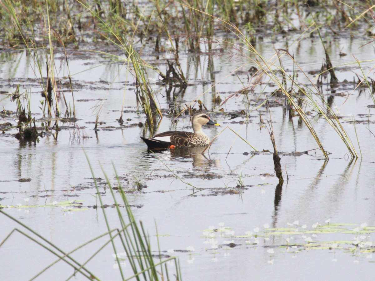 Indian Spot-billed Duck - ML624221321