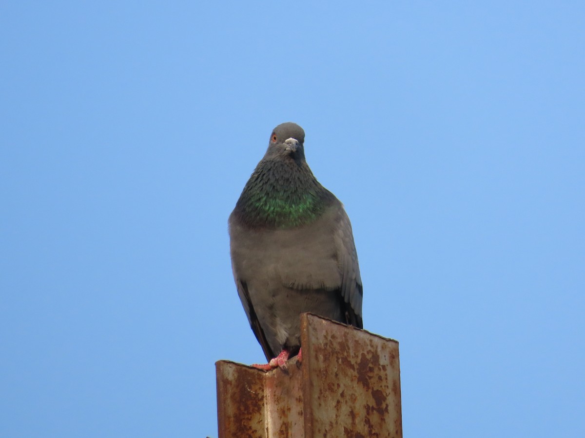 Rock Pigeon (Feral Pigeon) - ML624221339