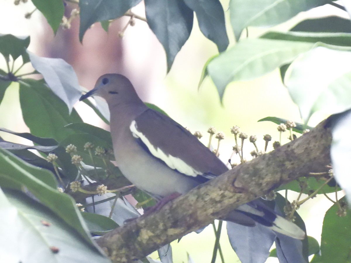 White-winged Dove - ML624221355