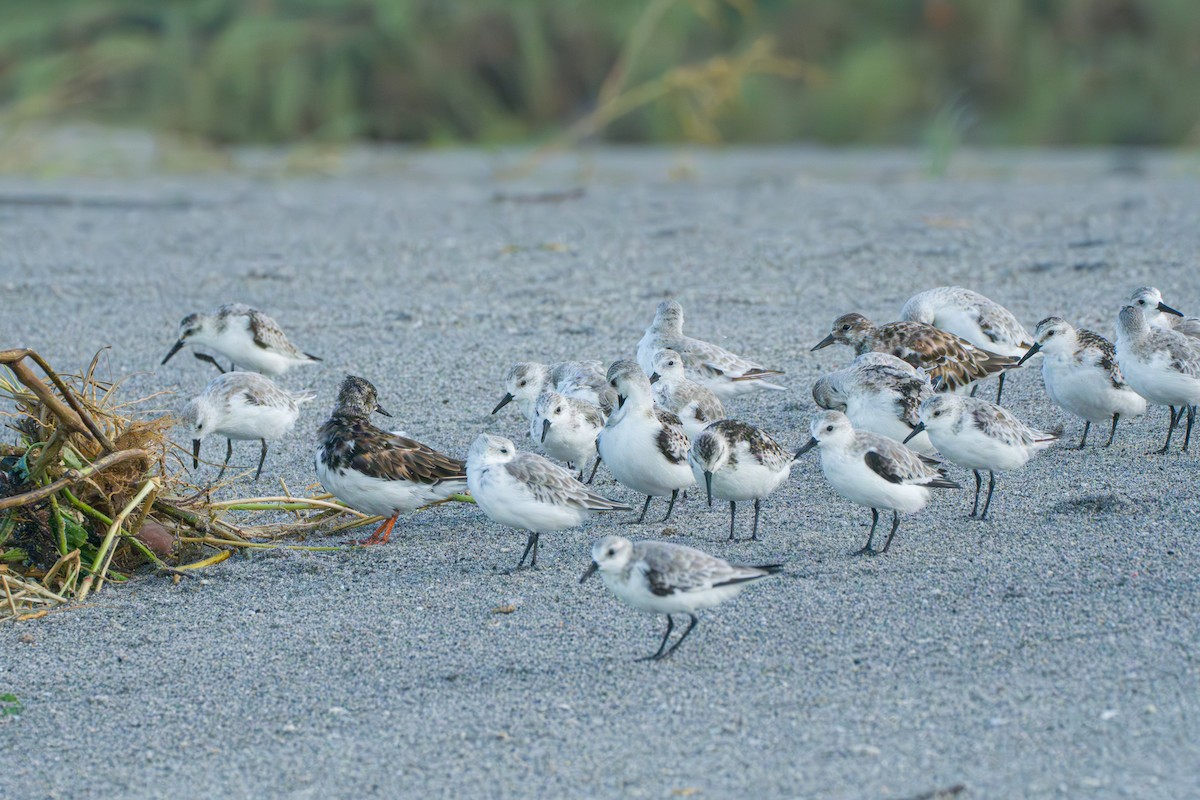 Ruddy Turnstone - Tom Litteral