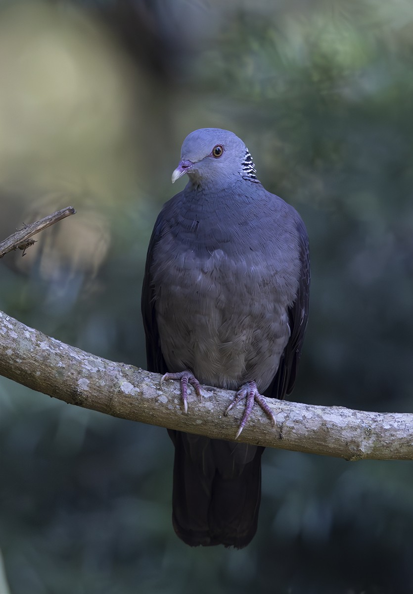 Nilgiri Wood-Pigeon - ML624221389