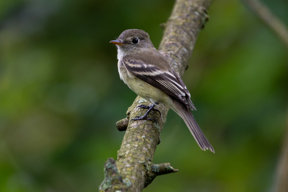 Least Flycatcher - ML624221395