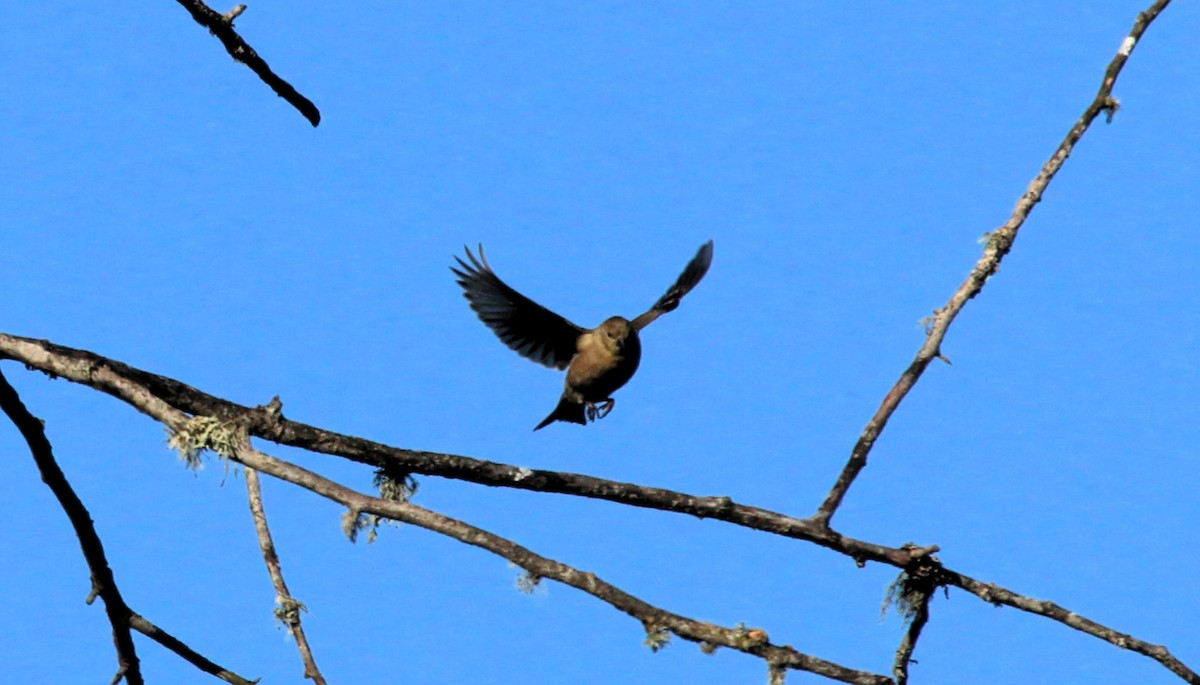 American Goldfinch - ML624221396