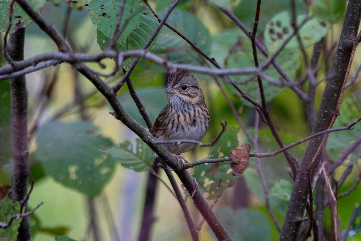 Lincoln's Sparrow - ML624221399