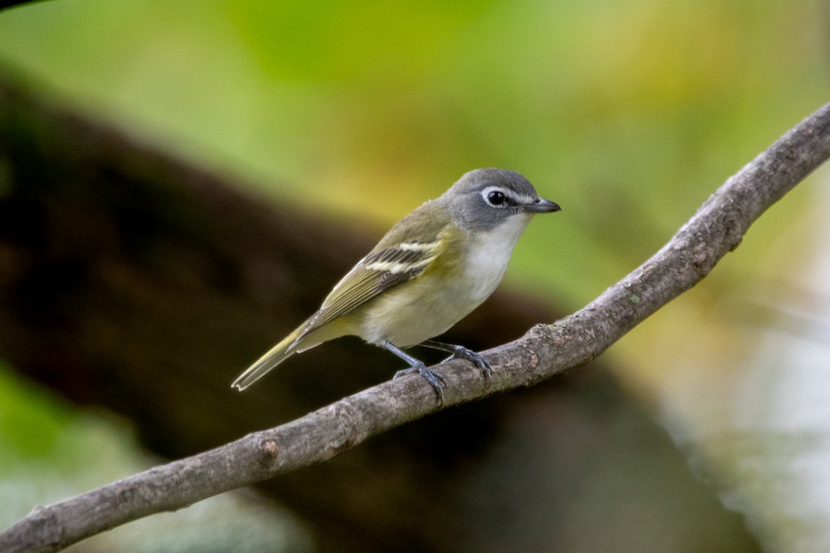 Blue-headed Vireo - Karen Hardy