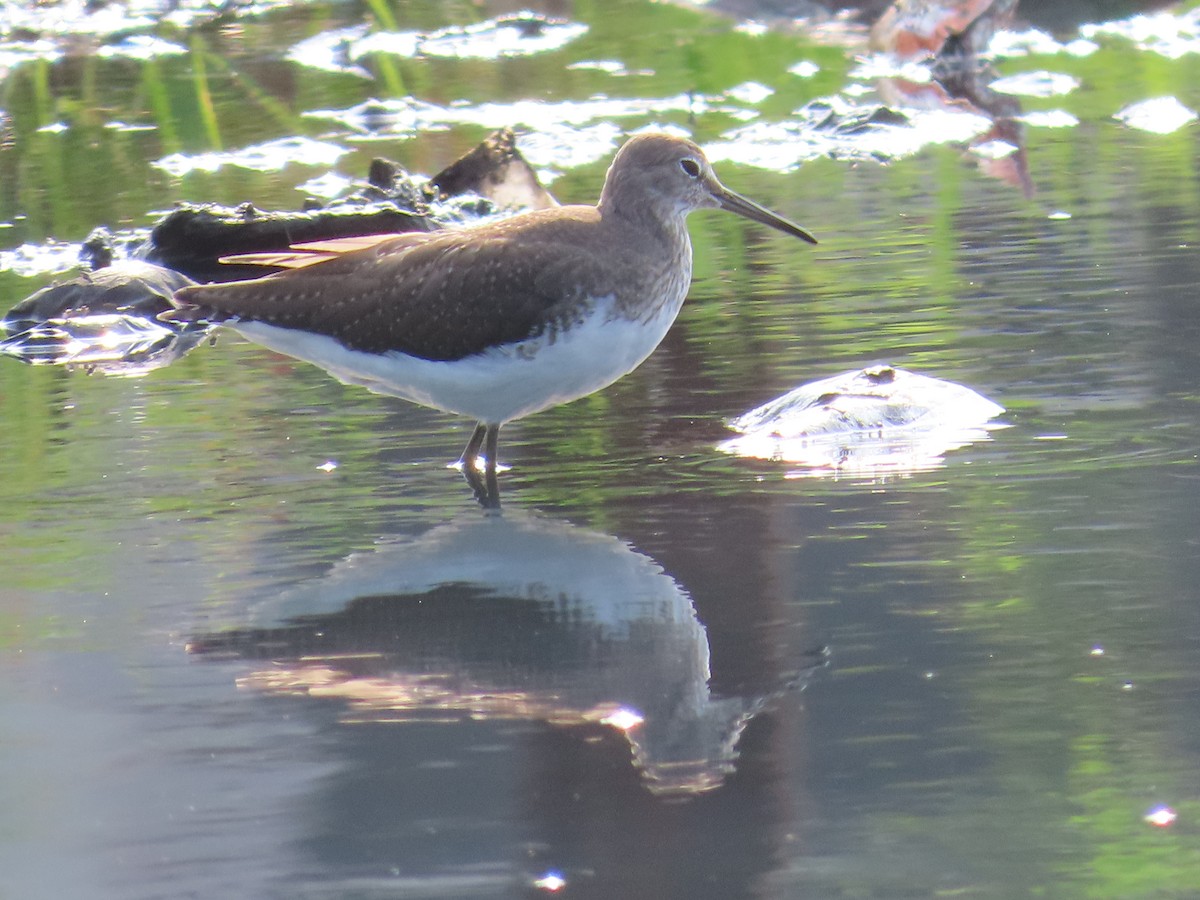 Common Sandpiper - ML624221410