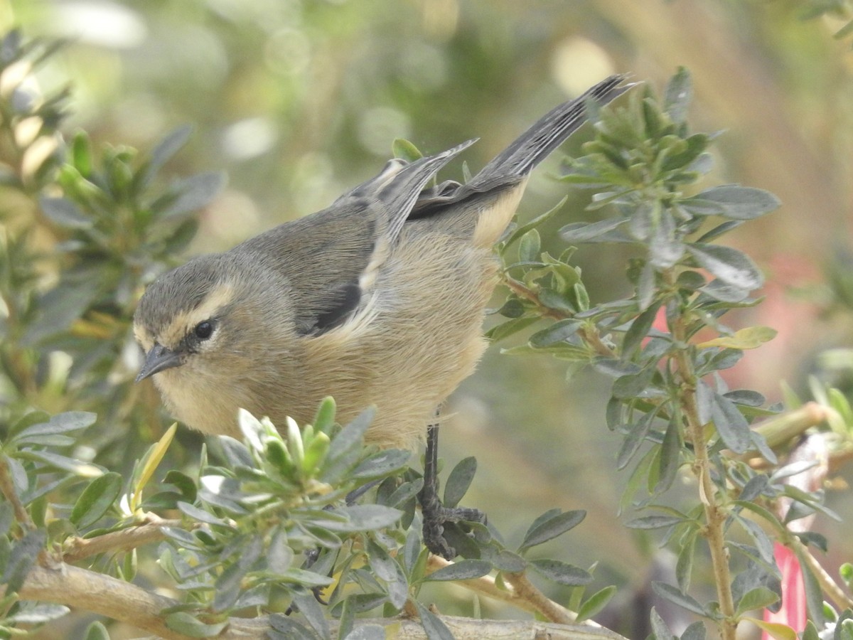 Cinereous Conebill - ML624221413