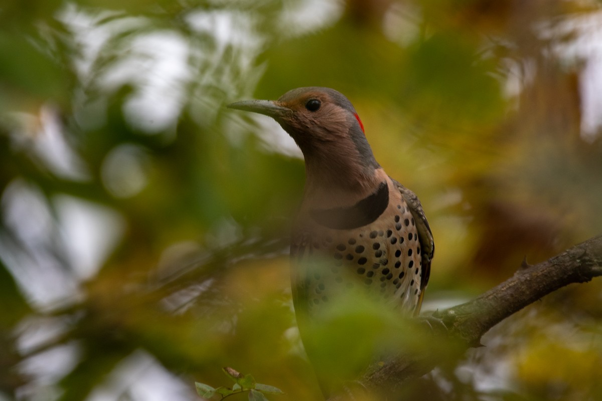 Northern Flicker - ML624221414