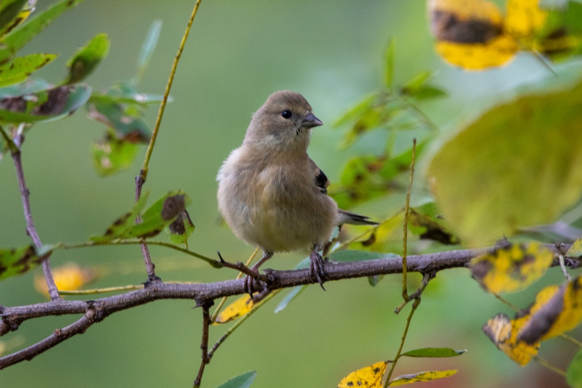 American Goldfinch - ML624221418