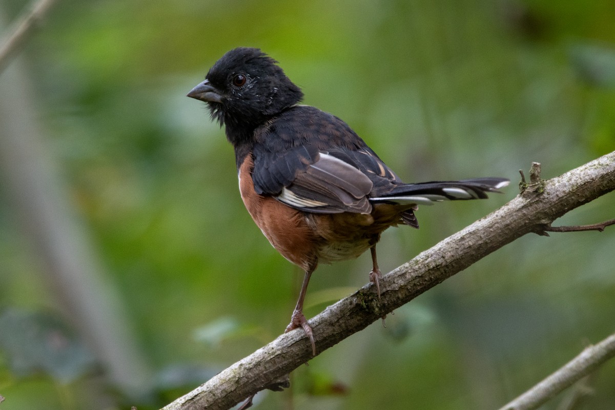 Eastern Towhee - ML624221424