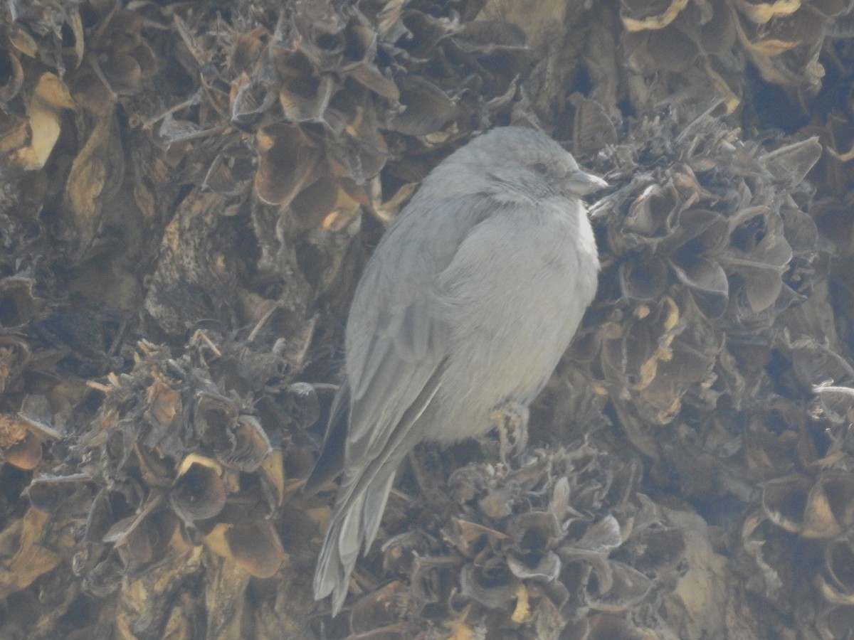 Plumbeous Sierra Finch - David Cristóbal Huertas