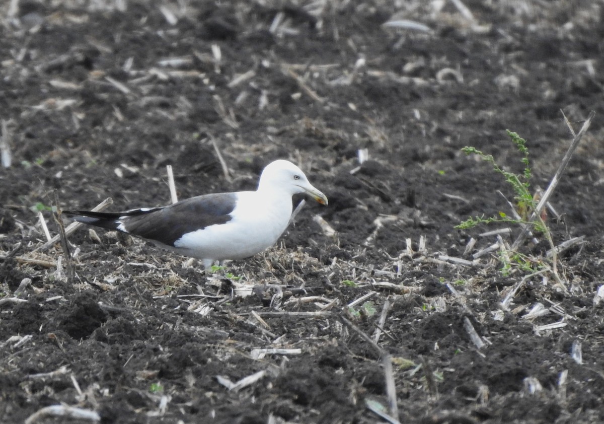 Lesser Black-backed Gull - Miloslav Mišík