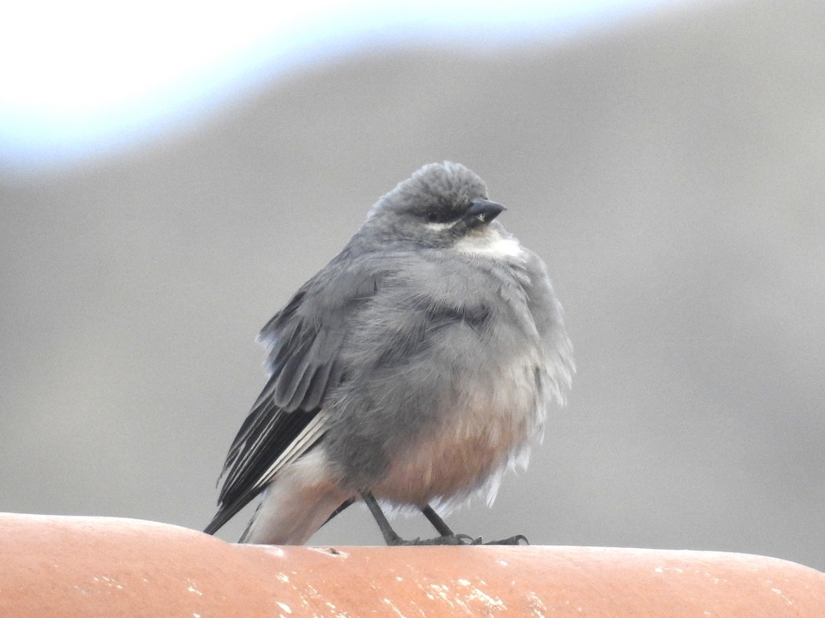 Glacier Finch - ML624221448