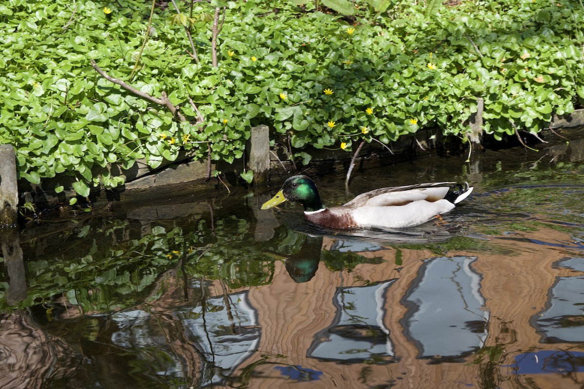 Зэрлэг нугас - ML624221456