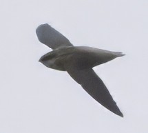 Chimney Swift - ML624221458