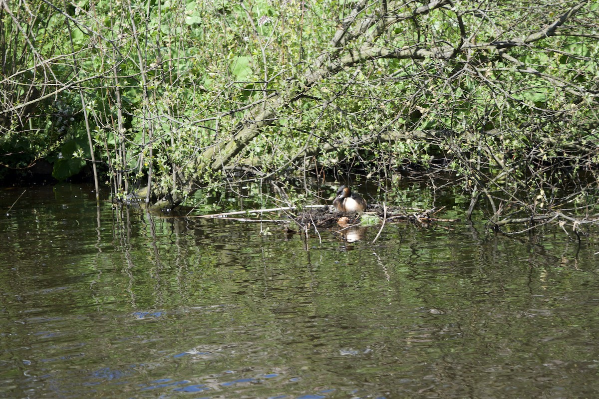 Отгот шунгуур - ML624221462