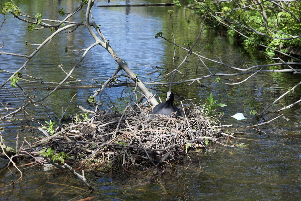 Халзан түнжүүр - ML624221468