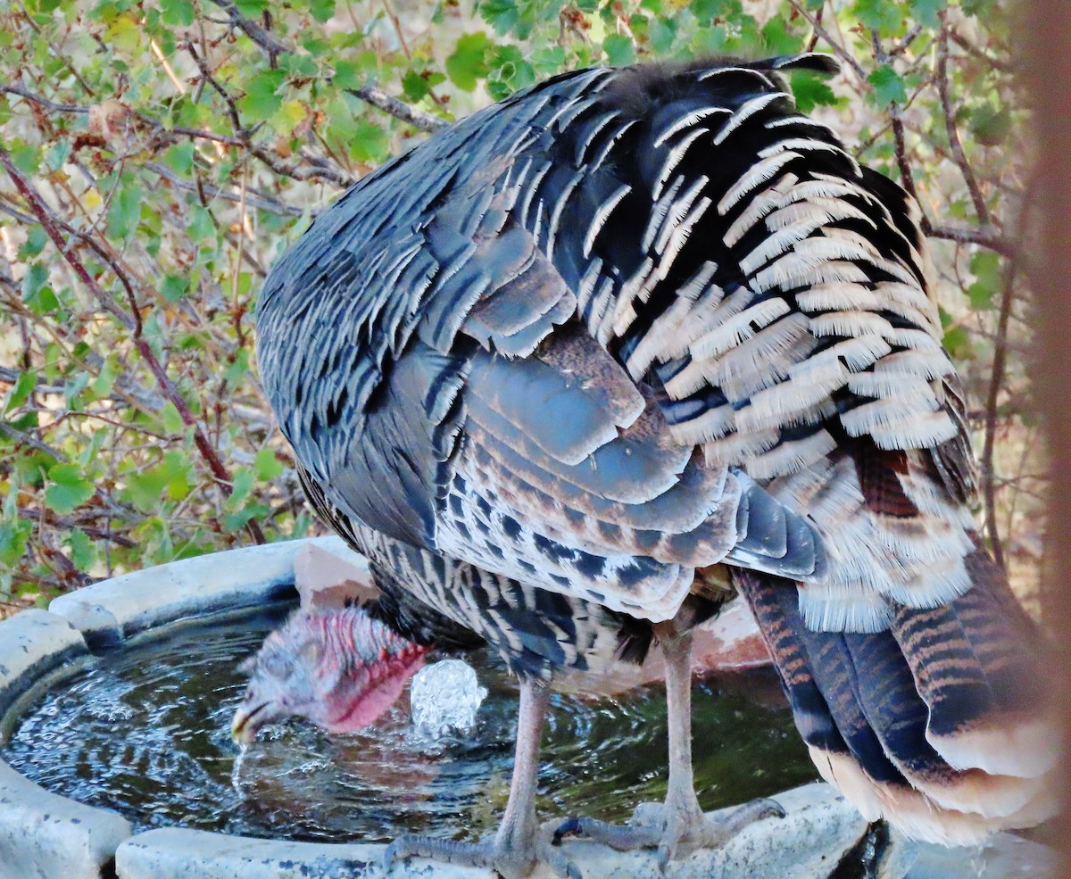 Wild Turkey - ML624221528