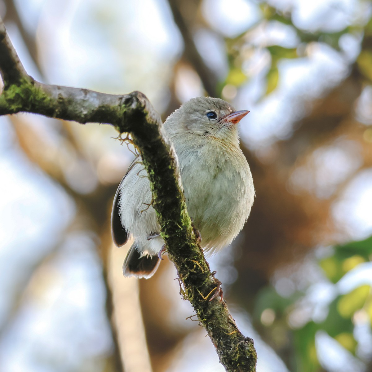 Green Warbler-Finch - Charlotte M