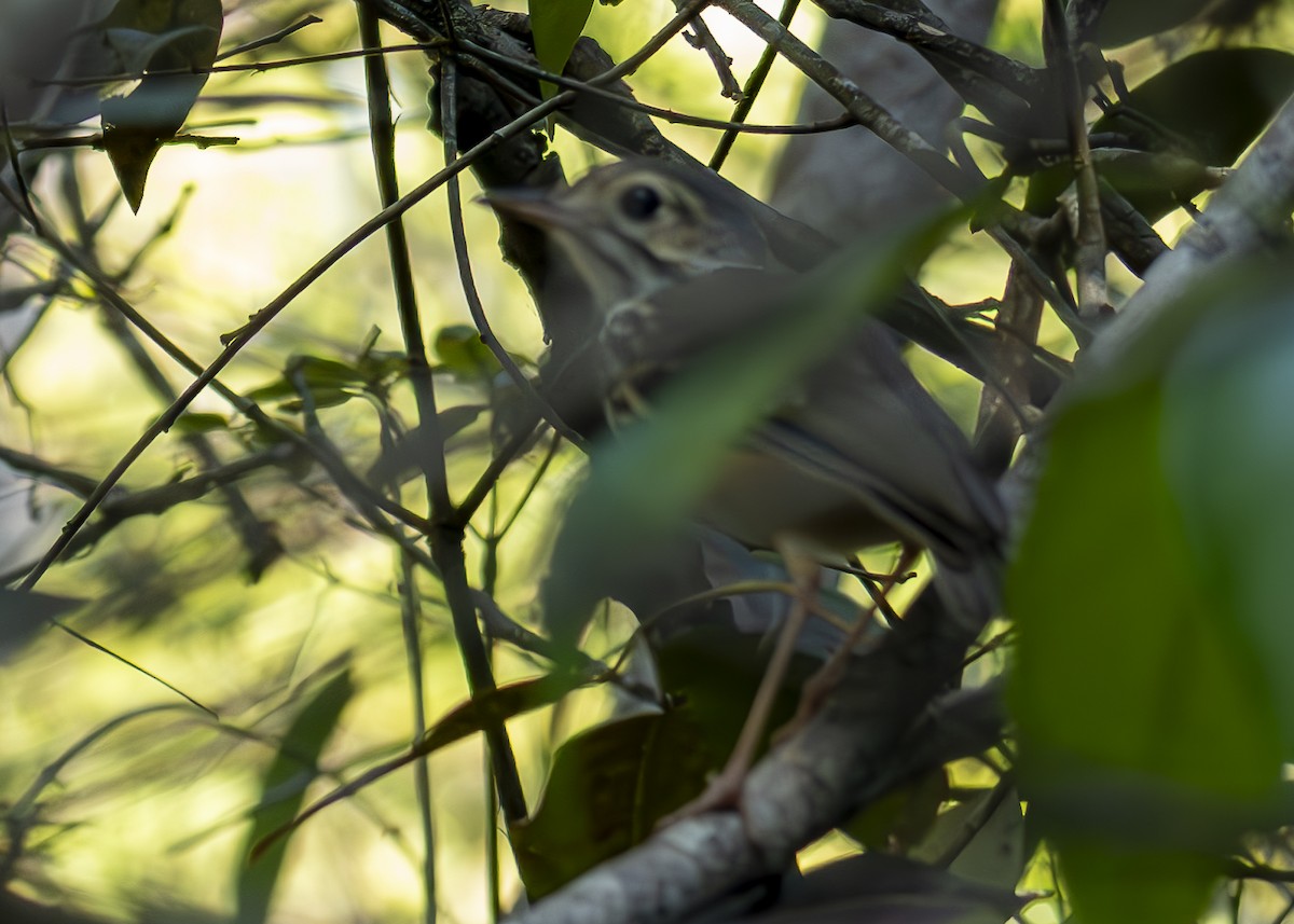 White-browed Antpitta - ML624221576