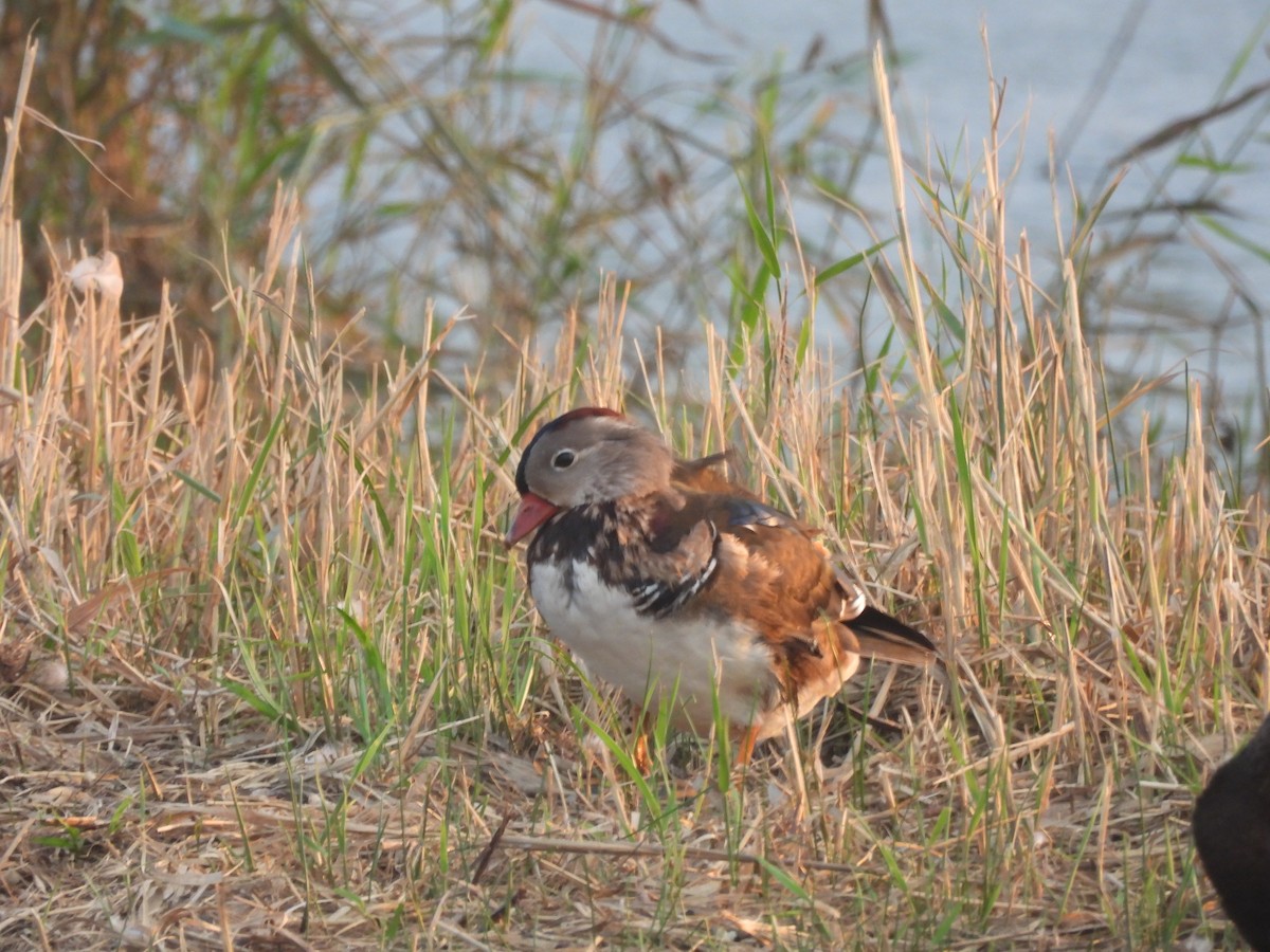 Pato Mandarín - ML624221592