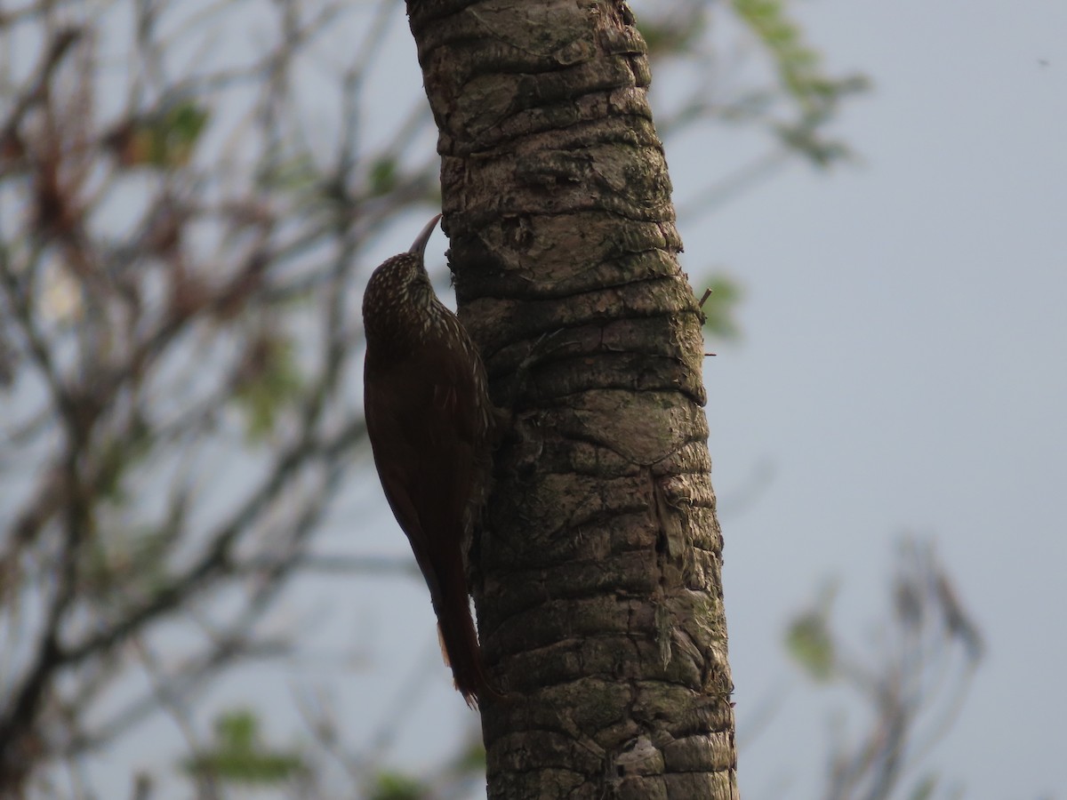 Montane Woodcreeper - Jeff Hopkins